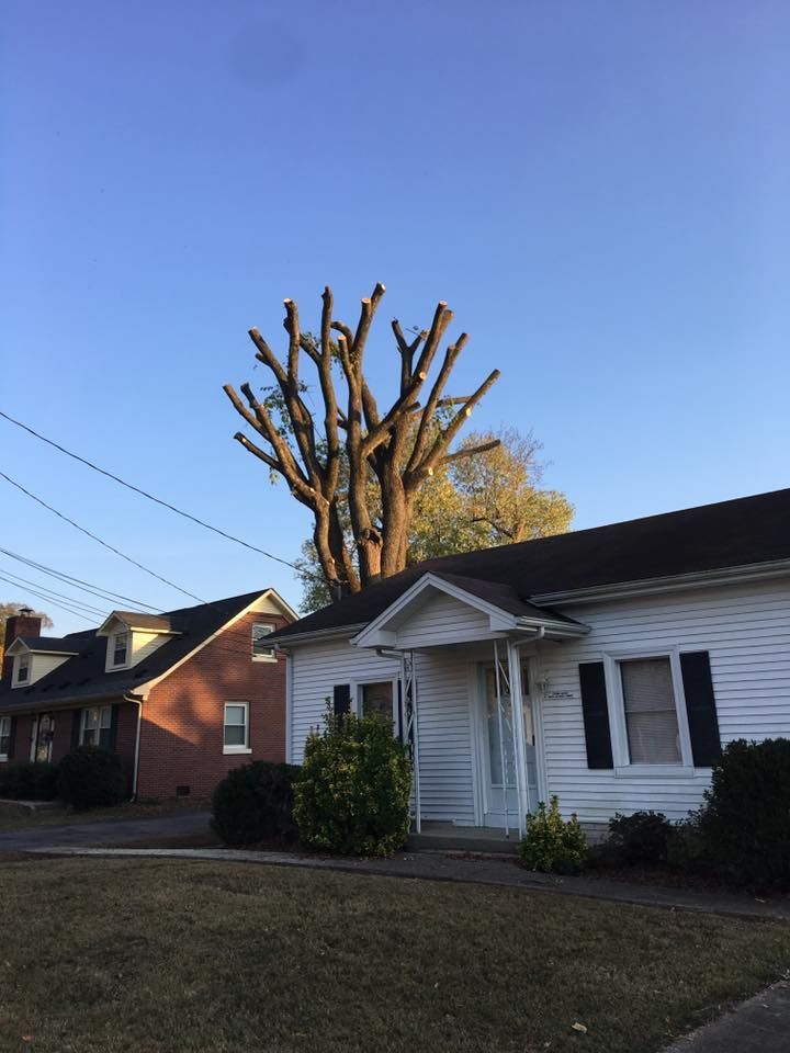 Suburban houses beneath a heavily pruned tree against a clear blue sky