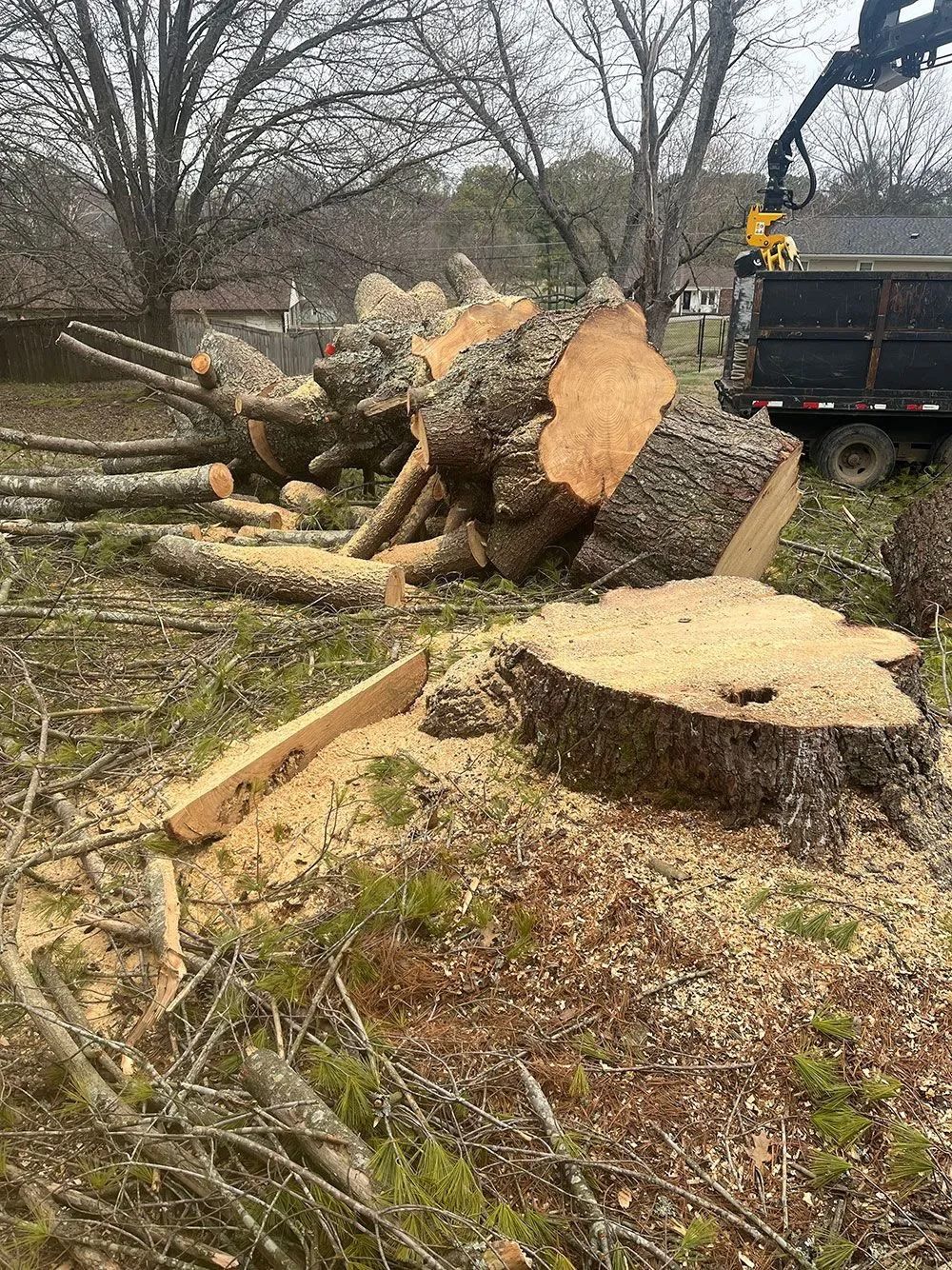Cut tree trunks and a logging truck in a wooded area, with one large stump in the foreground.