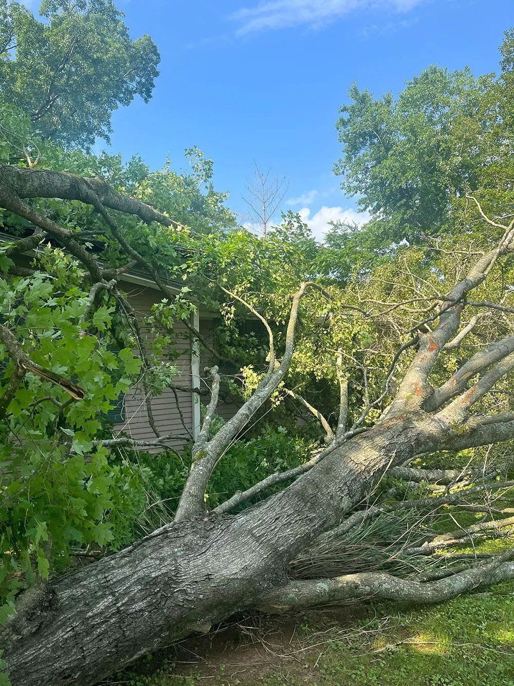 Large fallen tree leaning across a grassy yard beside a house under a blue sky