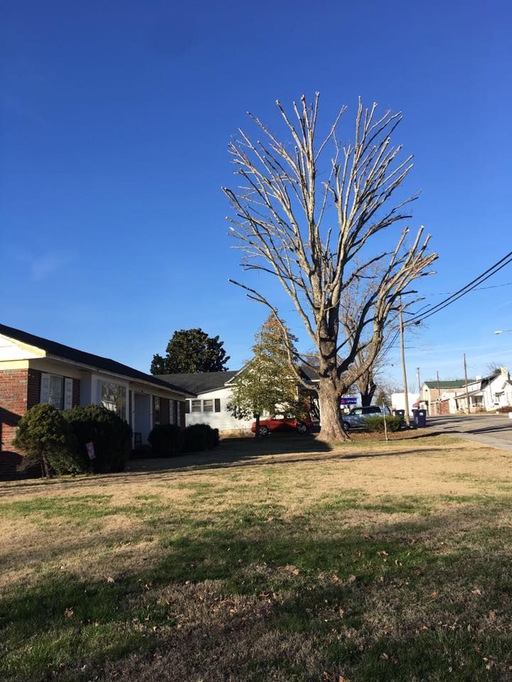 Leafless tree in a grassy yard beside a single-story house under a clear blue sky.