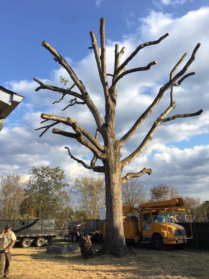 Pollarded tree in a park with a yellow utility truck and workers under a blue sky