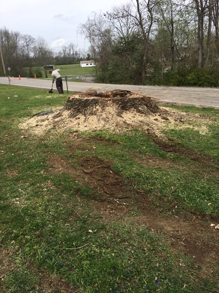 Large tree stump in a grassy park beside a paved path, with a person walking in the background.