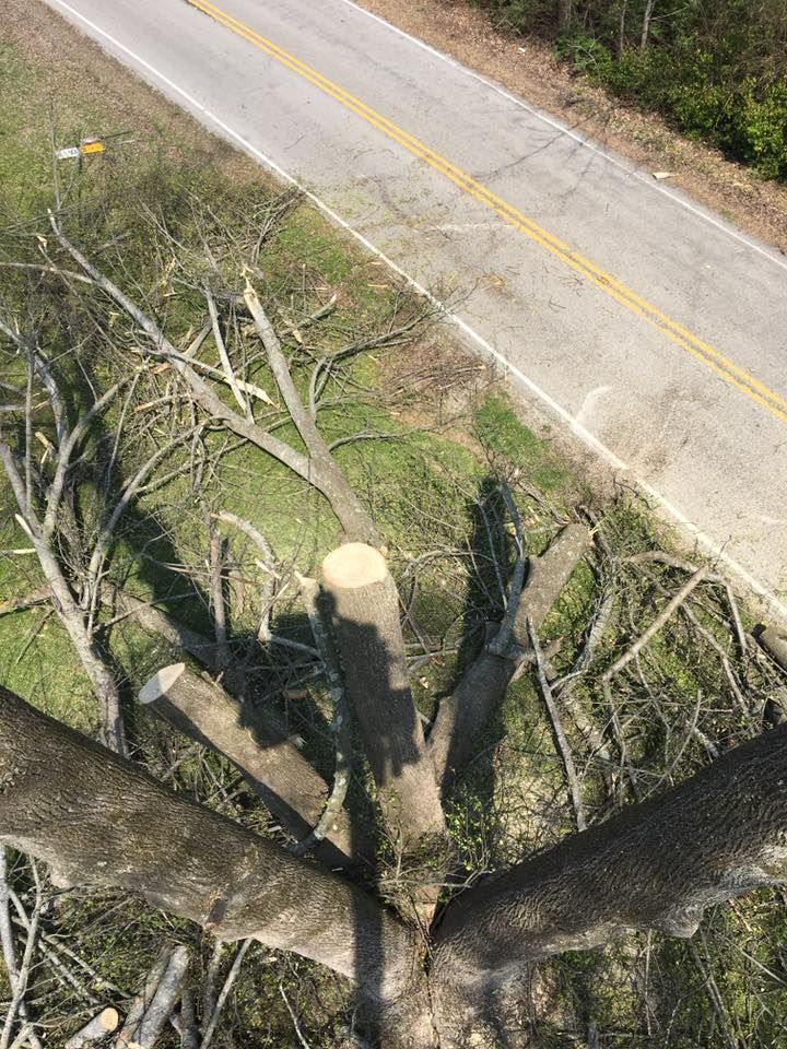 Freshly cut tree trunk and branches beside a paved road with yellow center lines