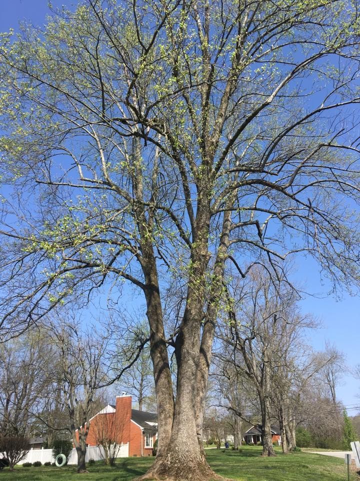 Tall leafing tree in a grassy yard beside a red-brick house under a clear blue sky