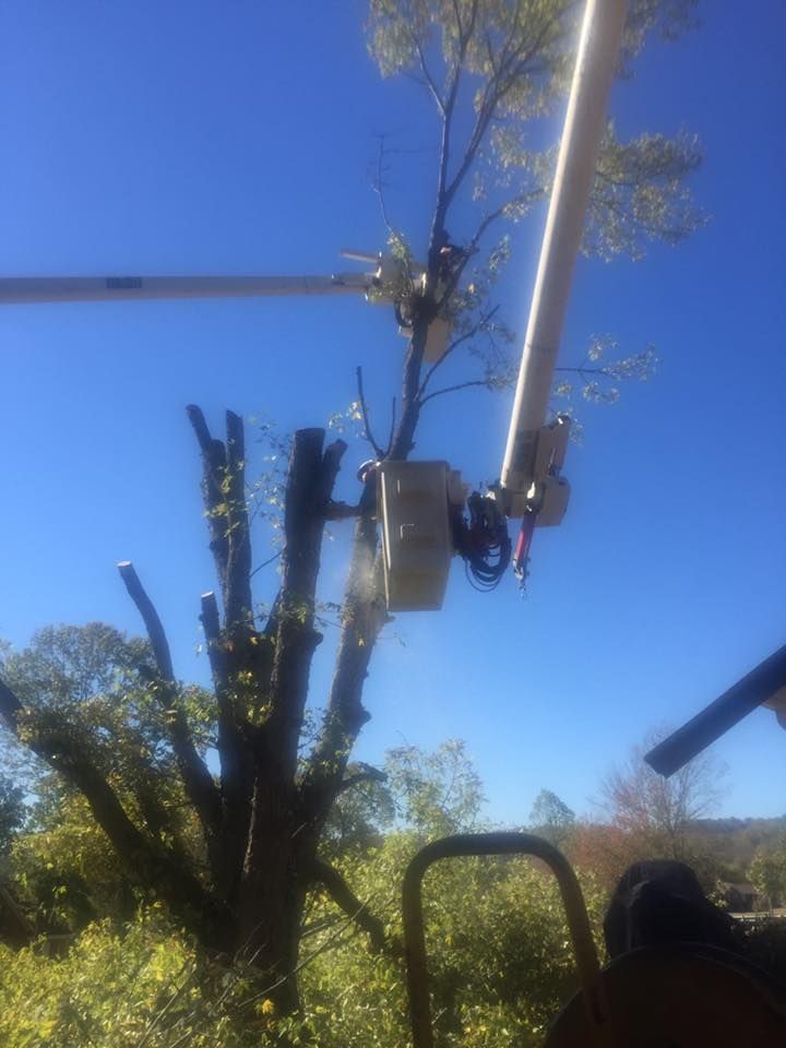Tree trimming crew in a bucket lift pruning a tall tree against a clear blue sky