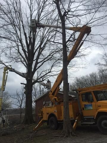 Yellow utility truck with raised bucket cutting tree branches beside a house in a cloudy yard