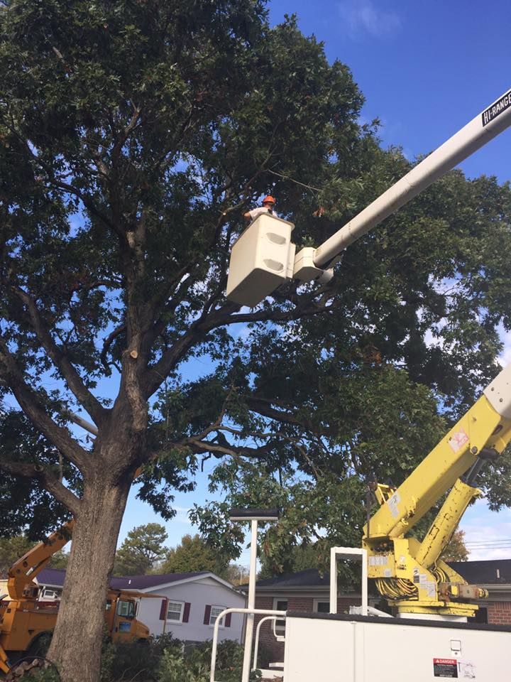 Bucket lift trimming a large tree beside a house on a sunny day