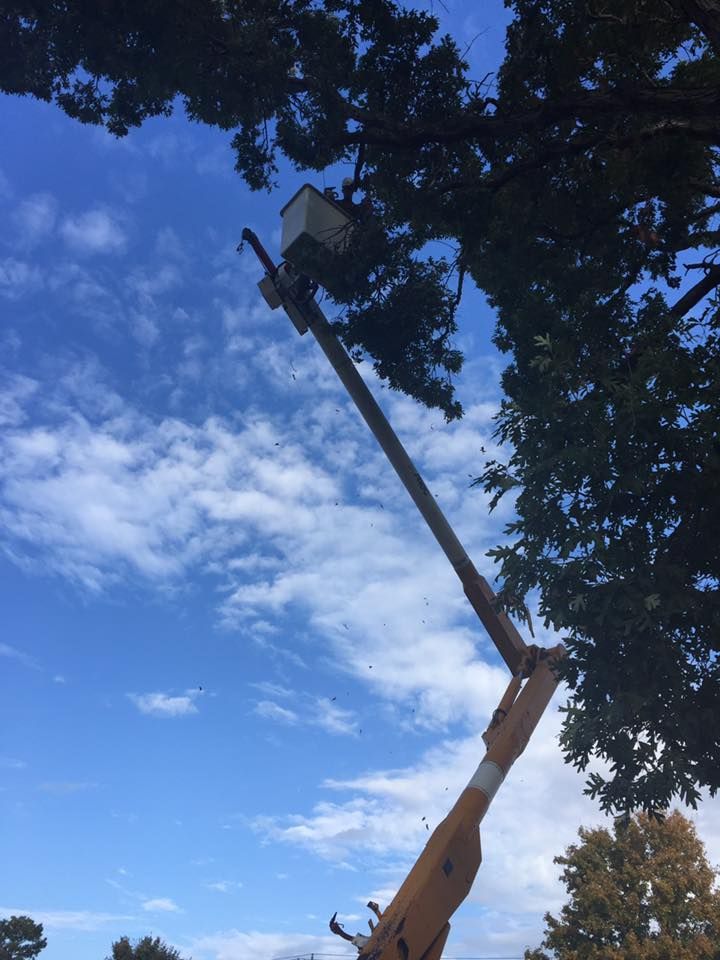 Bucket truck lift extended into a tree against a blue sky with scattered clouds.