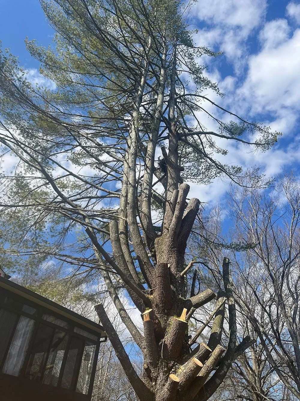 Tall tree with sparse branches against a blue sky and clouds, beside a building in the lower left.