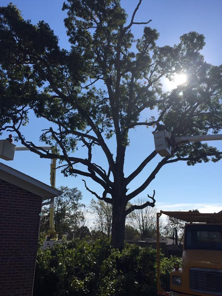 Tall tree silhouetted against a bright blue sky, with sun peeking through branches beside a house and yard.