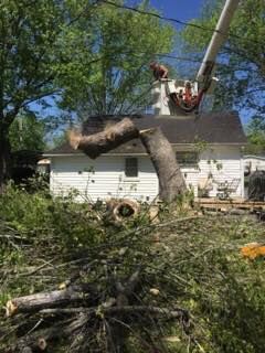 Tree removal worker in bucket truck cutting a large tree beside a white house, with branches piled below