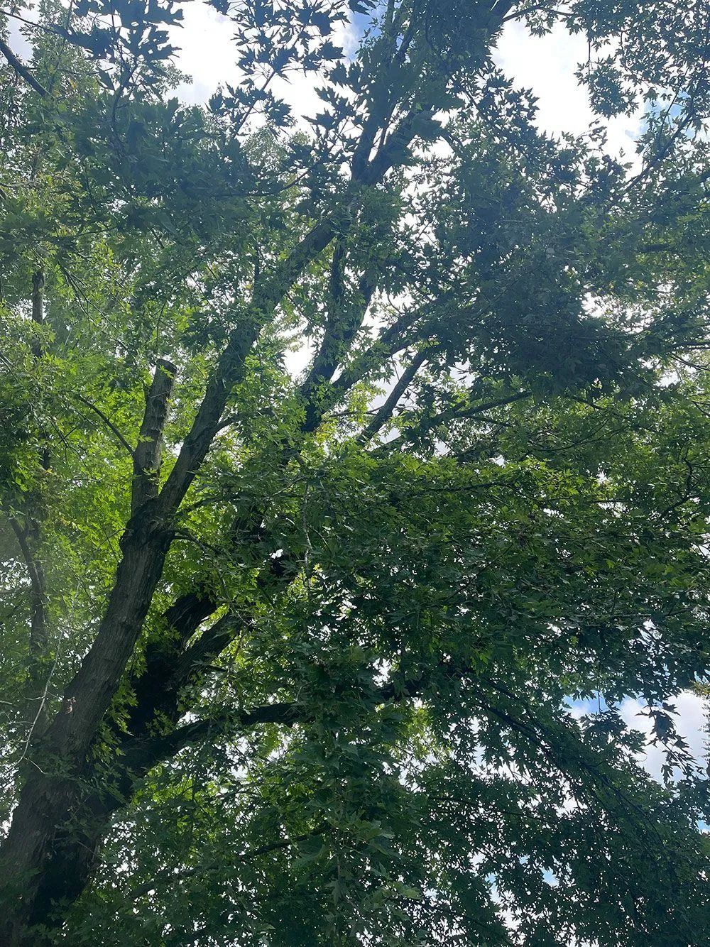 Tall leafy trees with dense green foliage against a bright sky