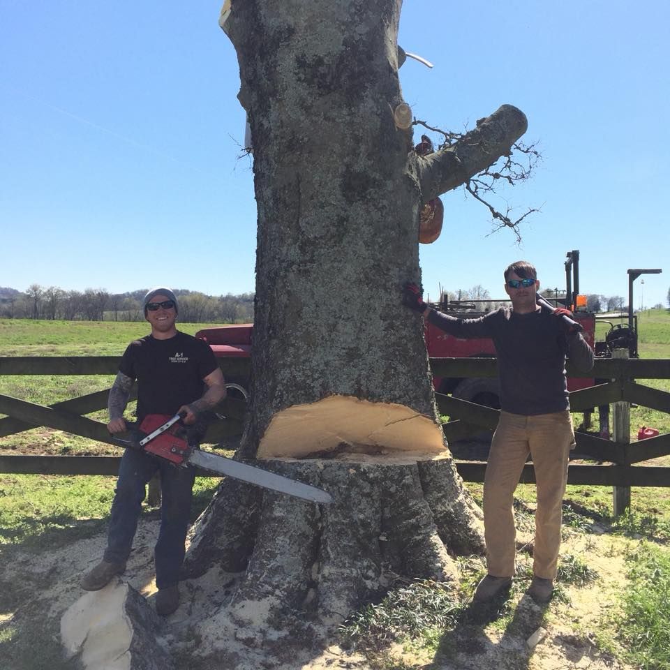 Two people stand beside a large tree trunk with a fresh cut in a sunny field near a wooden fence.