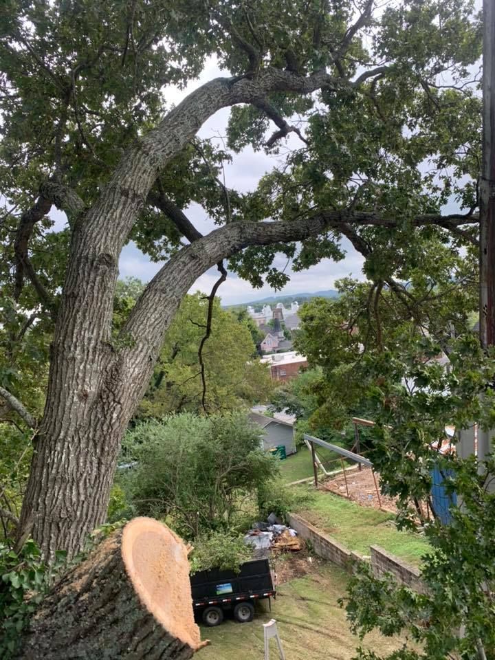 Large tree overlooking a yard with a small trailer, houses, and cloudy sky beyond.