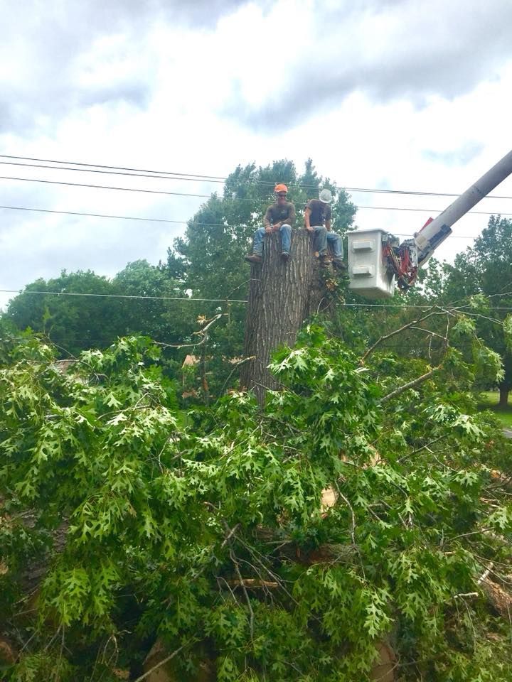 Utility worker trimming a large tree beside power lines with a bucket lift.