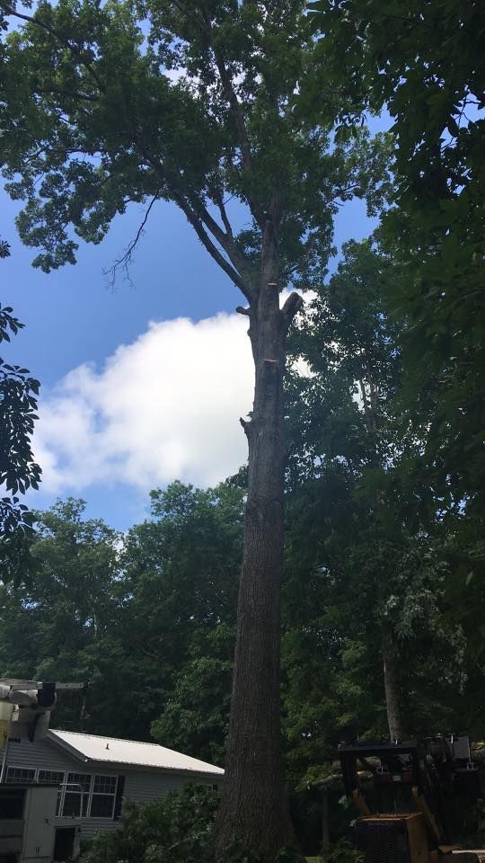 Tall tree against a blue sky with white clouds, in a wooded area near a small building.