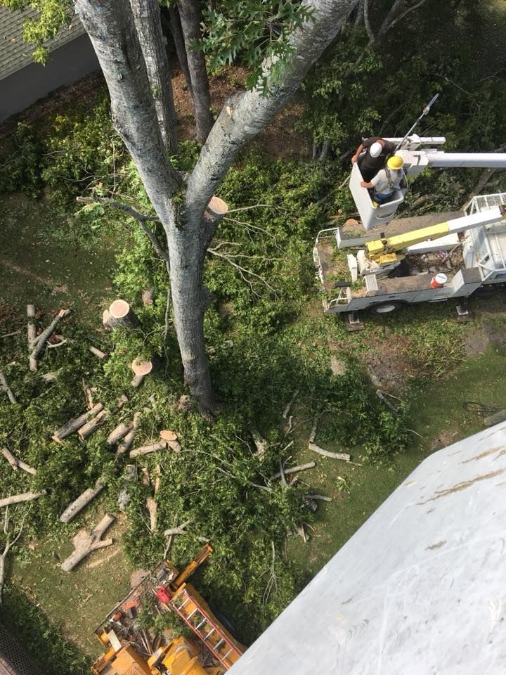 Tree removal crew on a truck trimming branches beside a house and yard with cut logs below.