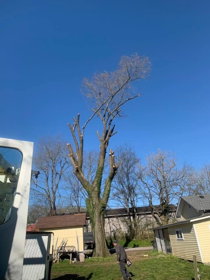 Backyard with tall bare tree against a clear blue sky, houses and fence in the background.