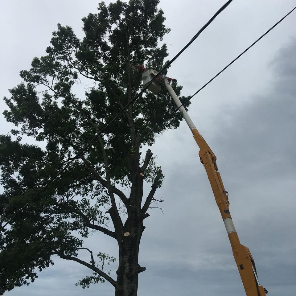 Tree being trimmed by a yellow crane near power lines under a cloudy sky