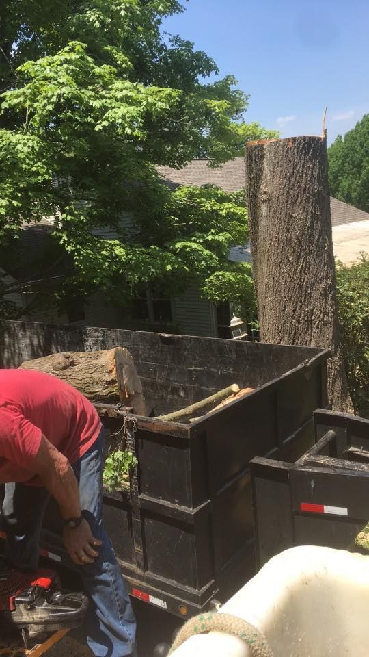 Worker loading tree debris into a truck beside a large stump in a sunny yard