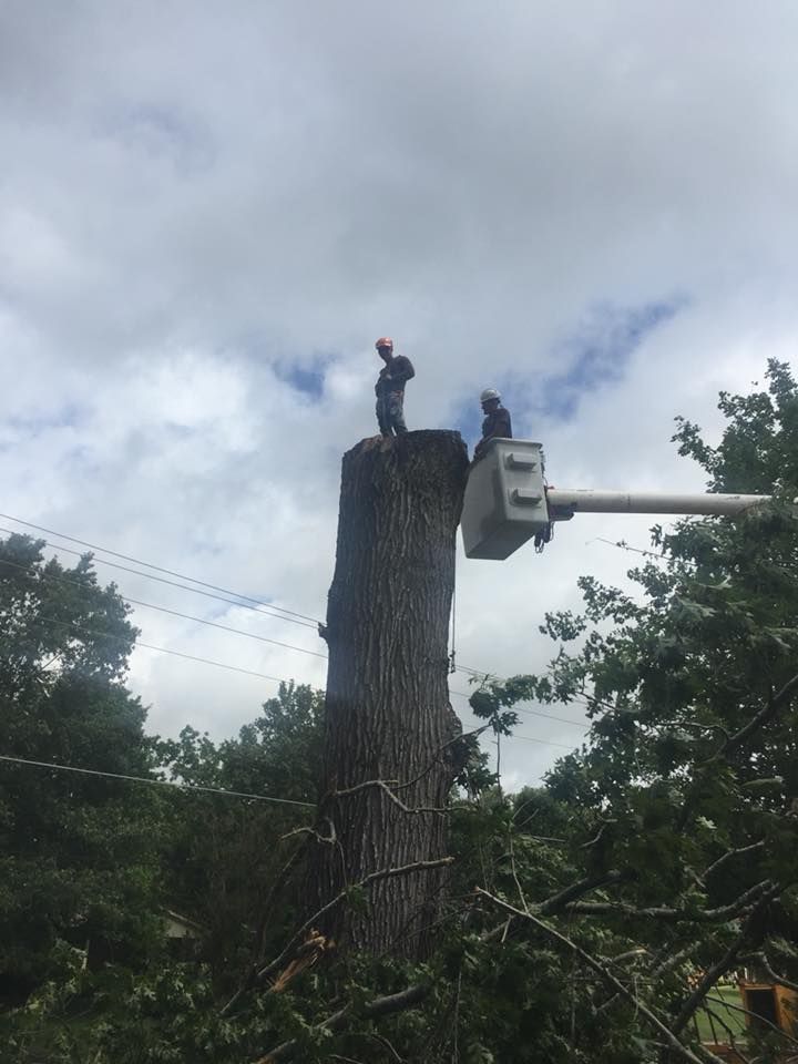 Person in a bucket lift trimming a tall tree trunk against a cloudy sky.