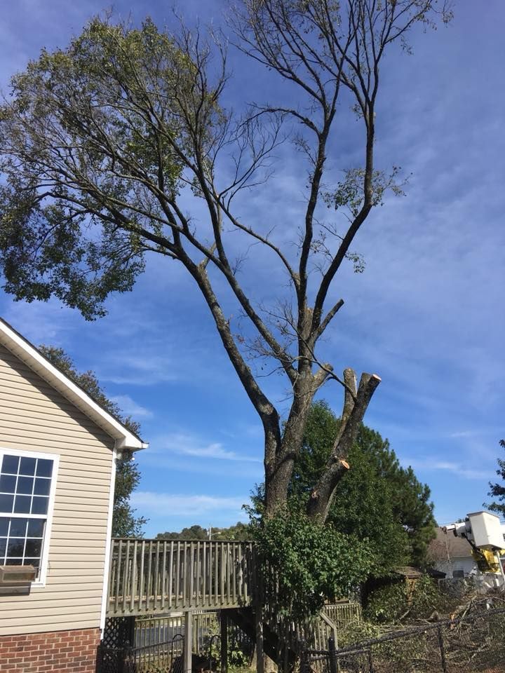 Tall tree in a backyard beside a house, with some branches cut off under a blue sky.