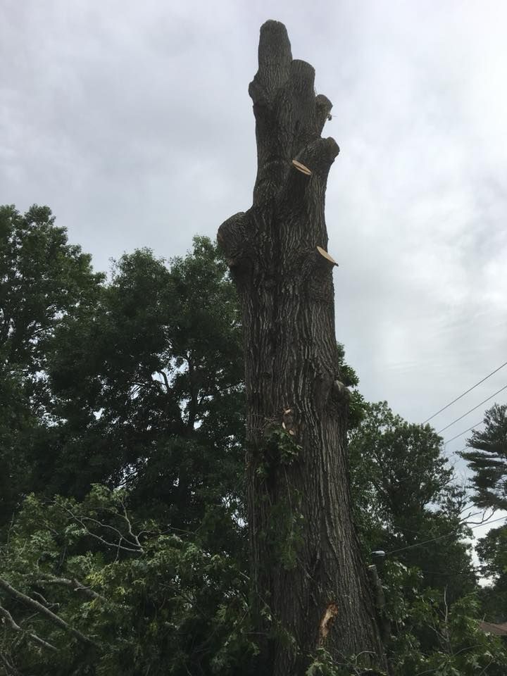 Tall cut tree trunk with a rough, weathered top in a wooded area under a cloudy sky