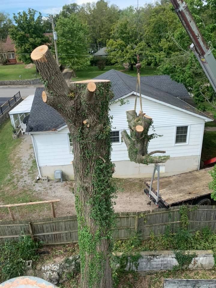 Large tree trunk with fresh cut branches in a backyard beside a white house, viewed from above