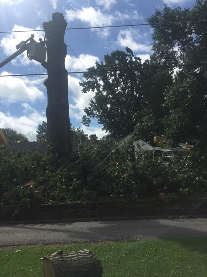 Utility pole and power lines beside a road, with trees, bushes, and a cloudy sky.