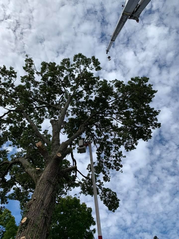 Tall tree canopy against a cloudy sky, with a pole and cable extending upward.