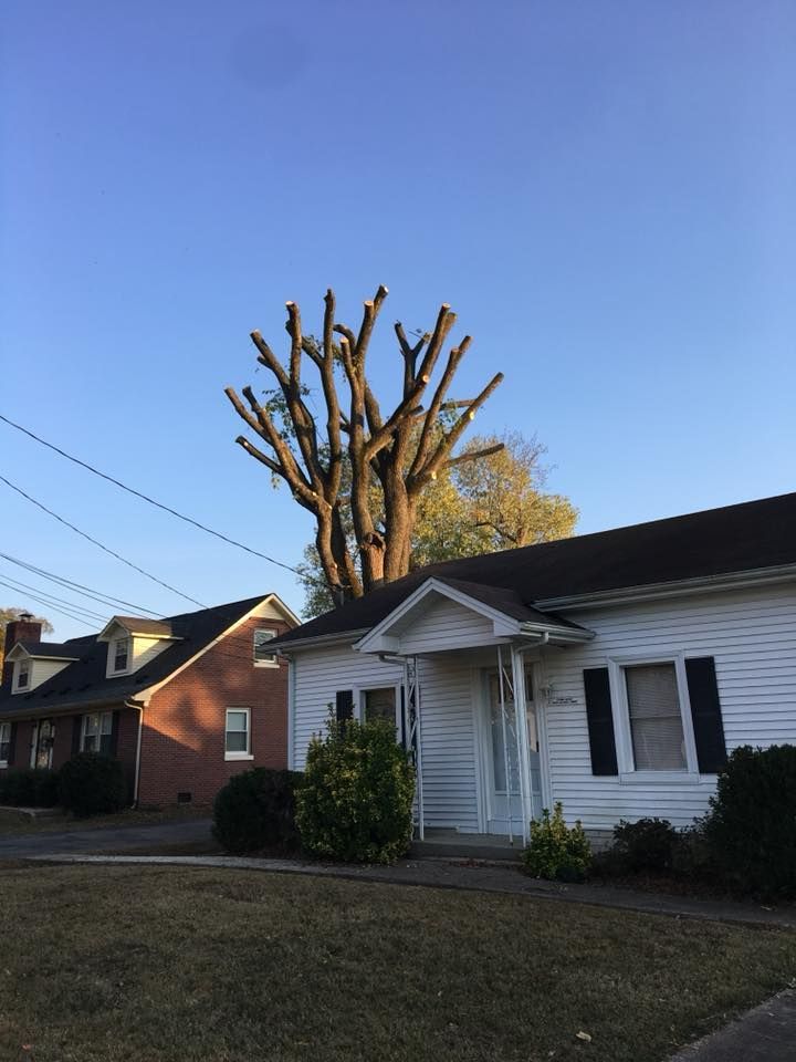 Residential houses beneath a tall, heavily pruned tree at dusk