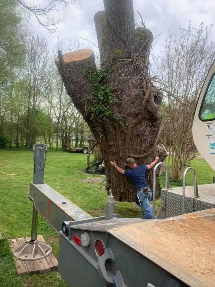 Man trimming a huge tree trunk in a grassy park, standing on a truck bed with arms raised.