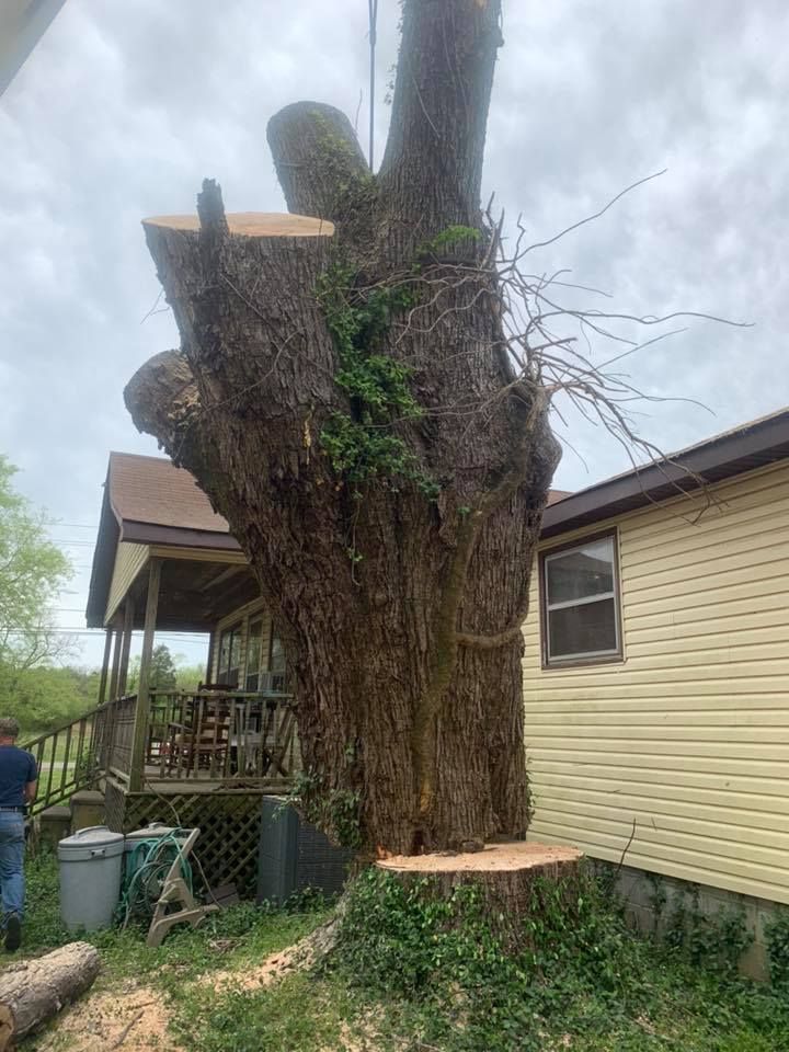 Massive pruned tree stump beside a yellow house and porch in a backyard.
