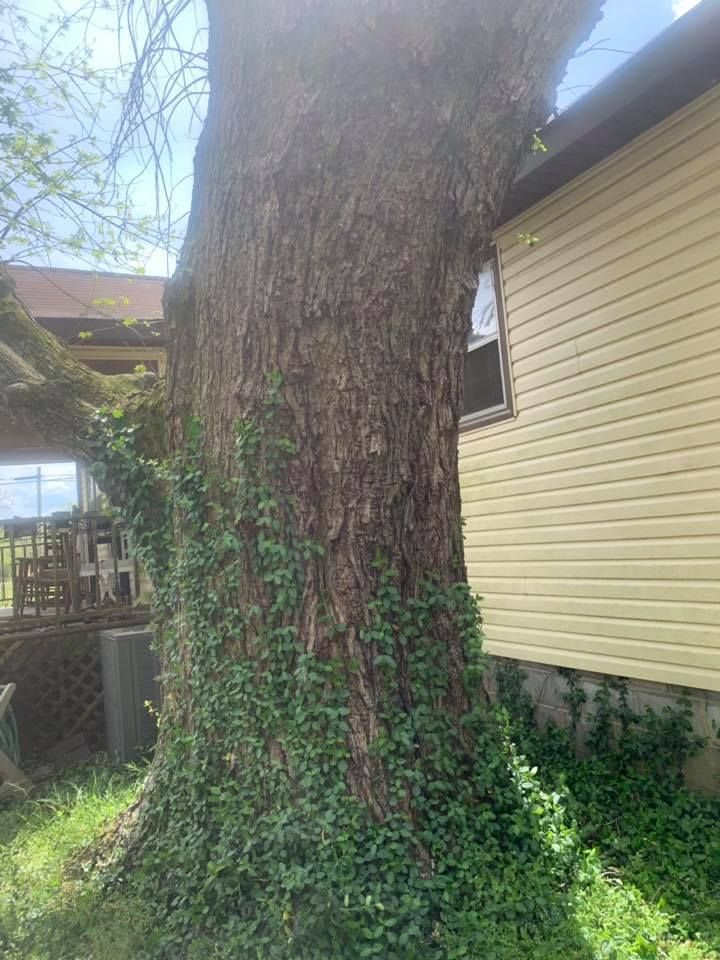 Large tree trunk with ivy growing beside a beige house in a yard