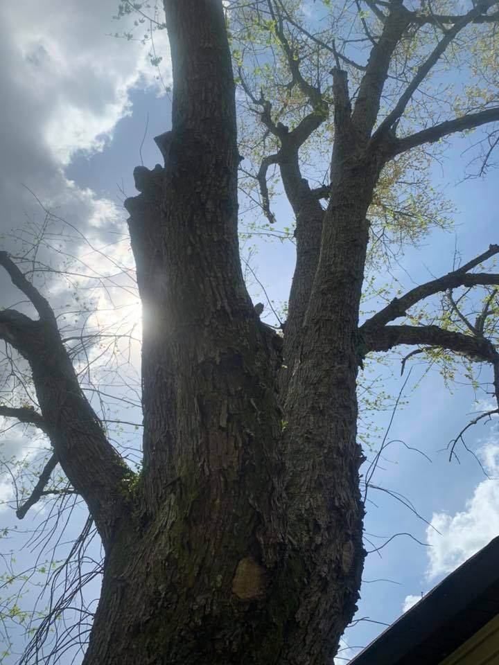 Tall tree trunk with bare branches against a bright cloudy sky