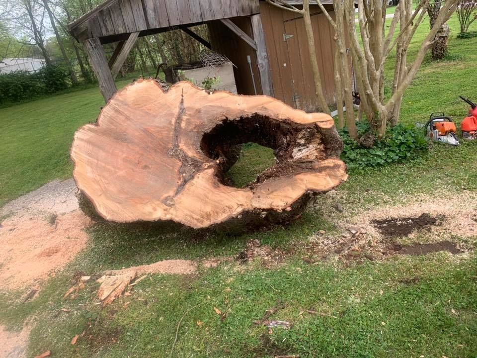 Large hollow tree stump on grass beside a wooden shed, with sawdust scattered nearby.