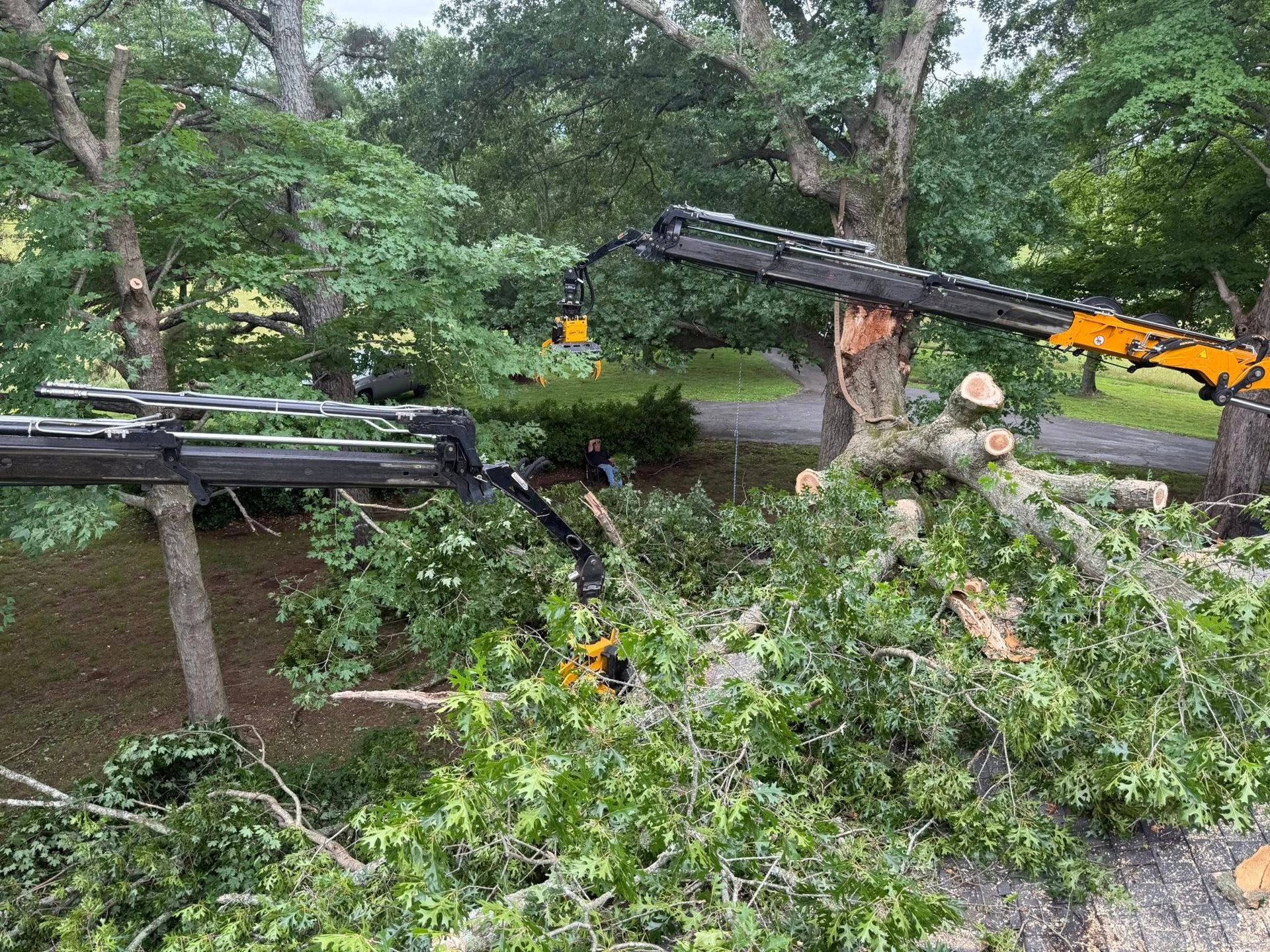 Crane lifting fallen tree branches over a flooded wooded roadside