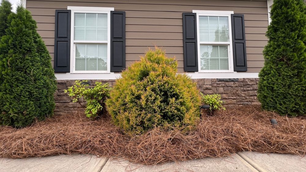 Front of a house with two windows, black shutters, and shrubs in a landscaped mulch bed beside a sidewalk
