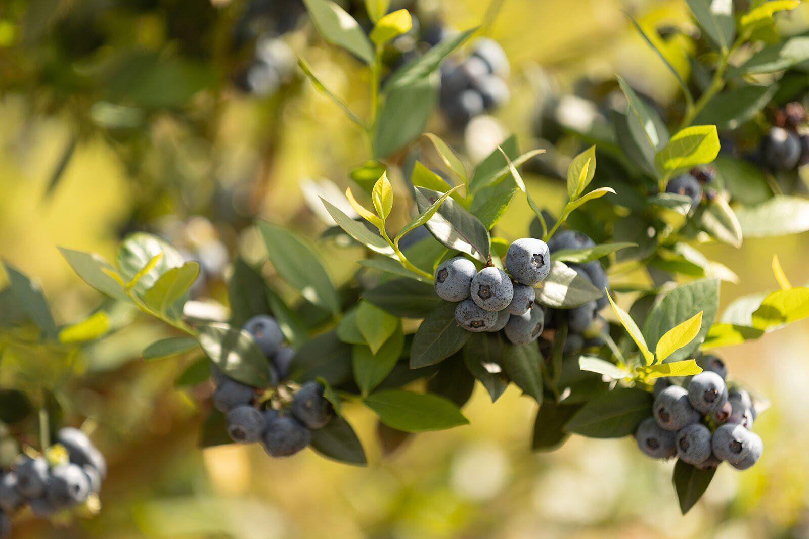 drawing of Blueberry Fields