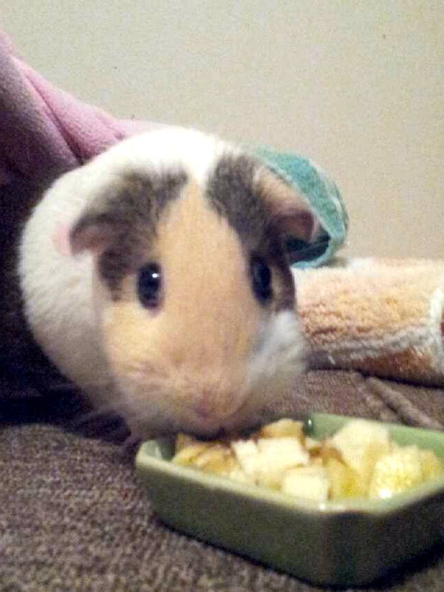 Small Caged Pet Care