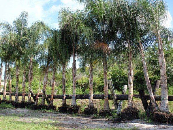 Queen Palms - Lisenby Palms Inc. in Panama City Beach, FL