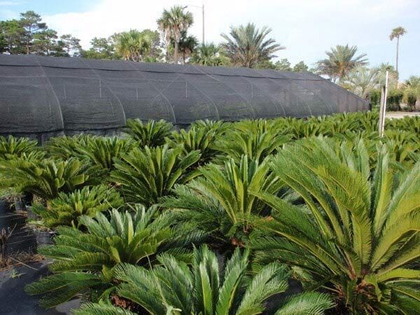 Sagos —Lisenby Palms Inc. in Panama City Beach, FL