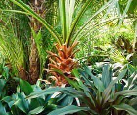 Palm trees on nursery filled — Lisenby Palms Inc. in Panama City Beach, FL