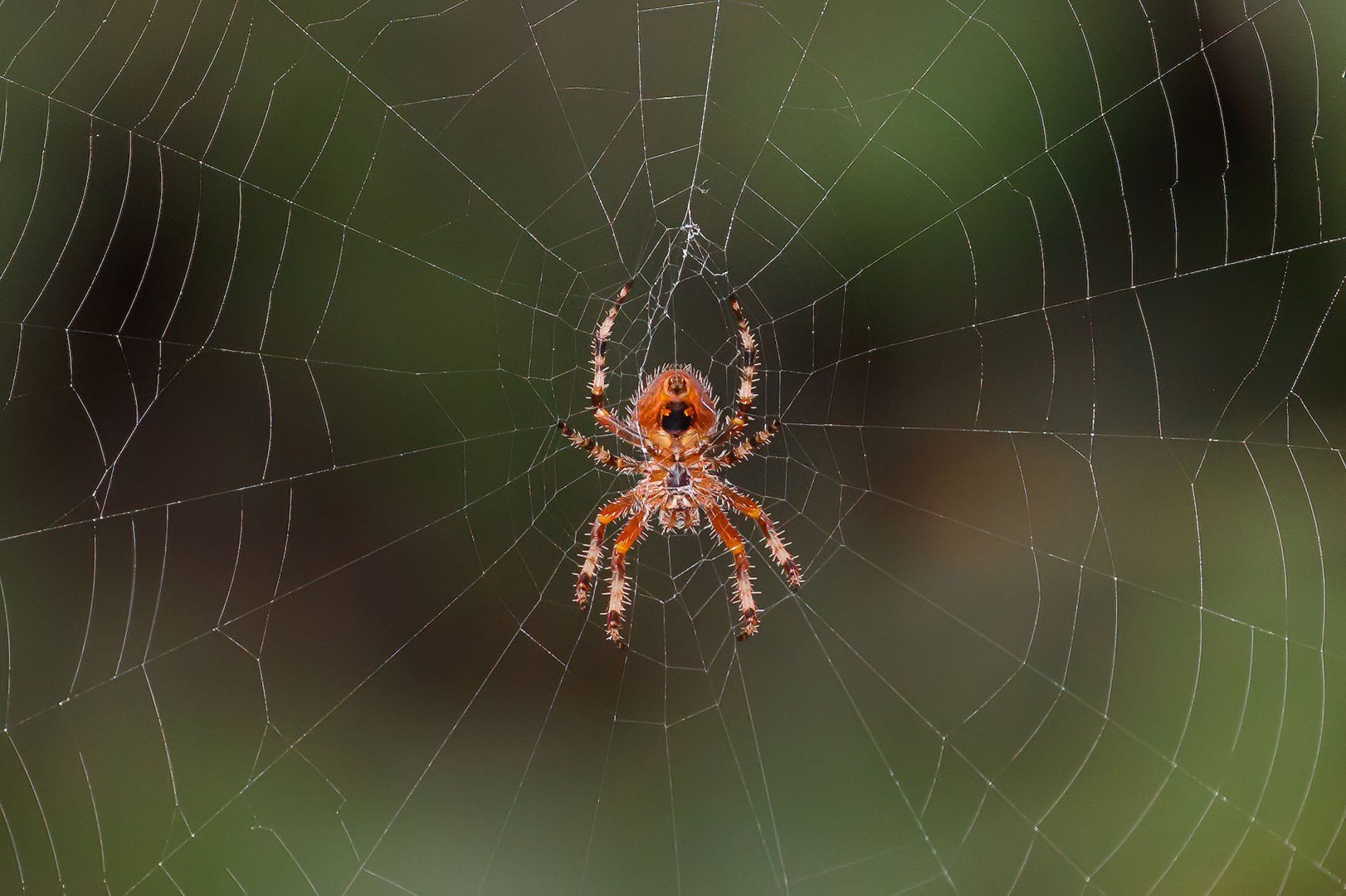 Spider in web — Guntersville, AL — Bug Doctor