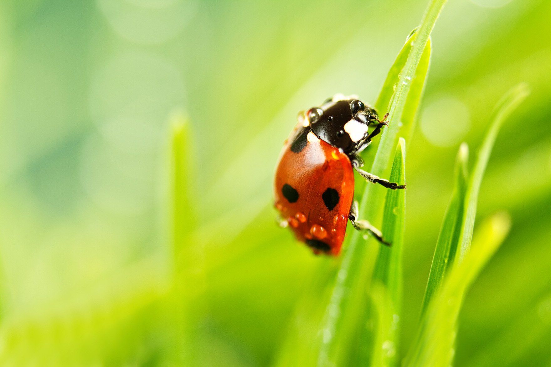 Close up of ladybird sitting on grass — Guntersville, AL — Bug Doctor