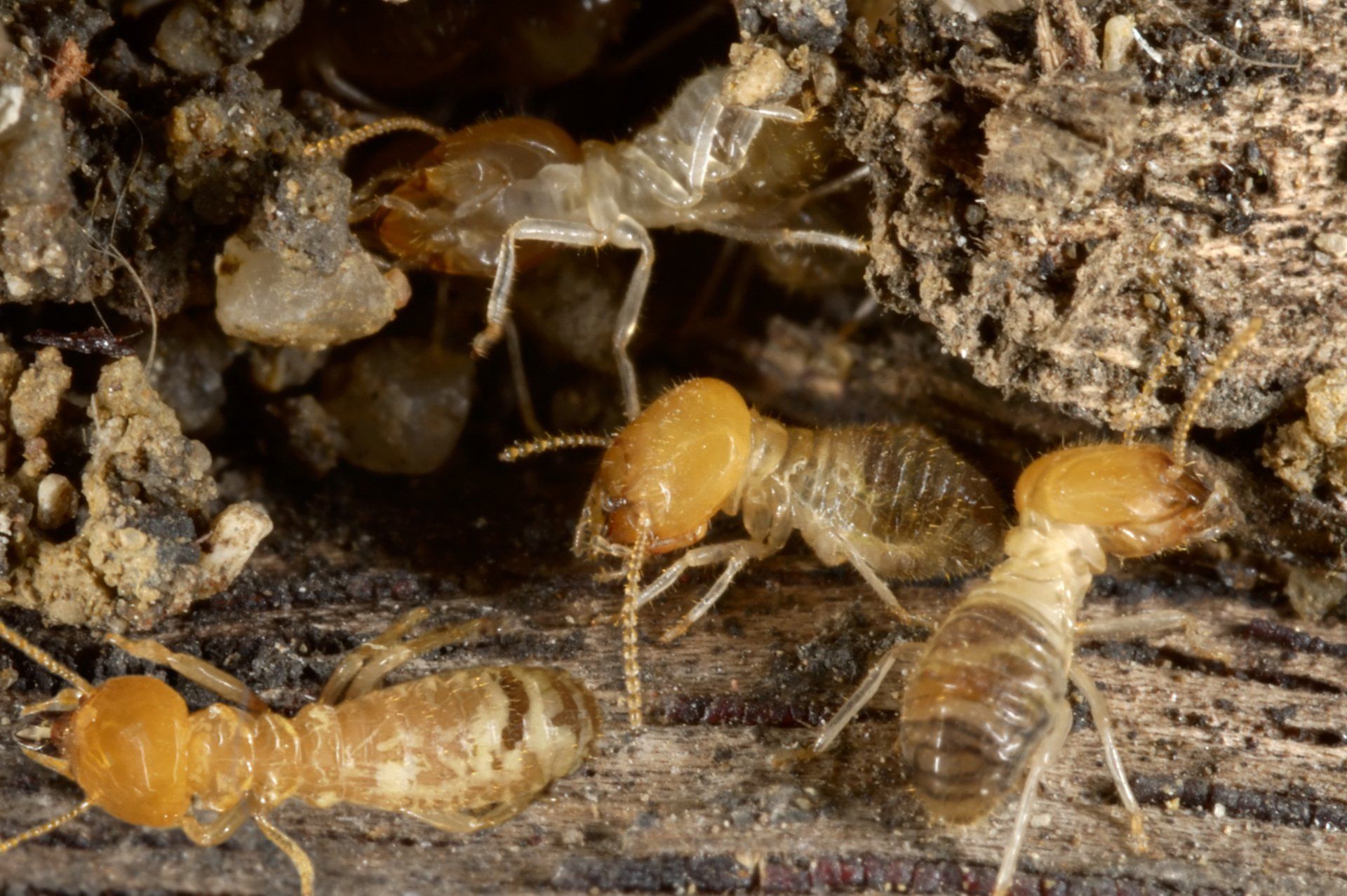 House pest control — Guntersville, AL — Bug Doctor