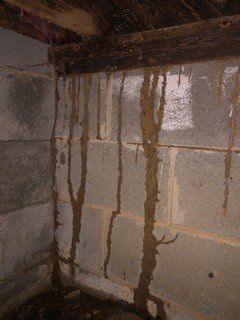 Silver ant on stem — Guntersville, AL — Bug Doctor