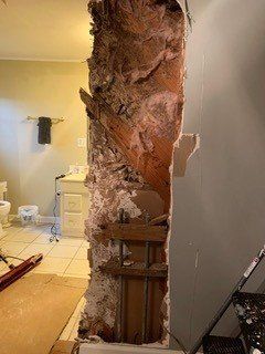 A magnificent rare female stag beetle — Guntersville, AL — Bug Doctor