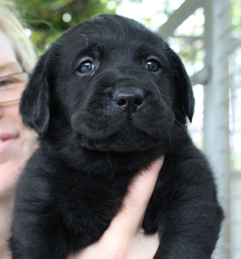Allevamento Enci FCI Labrador biondi, neri, cioccolato in provincia di Pavia