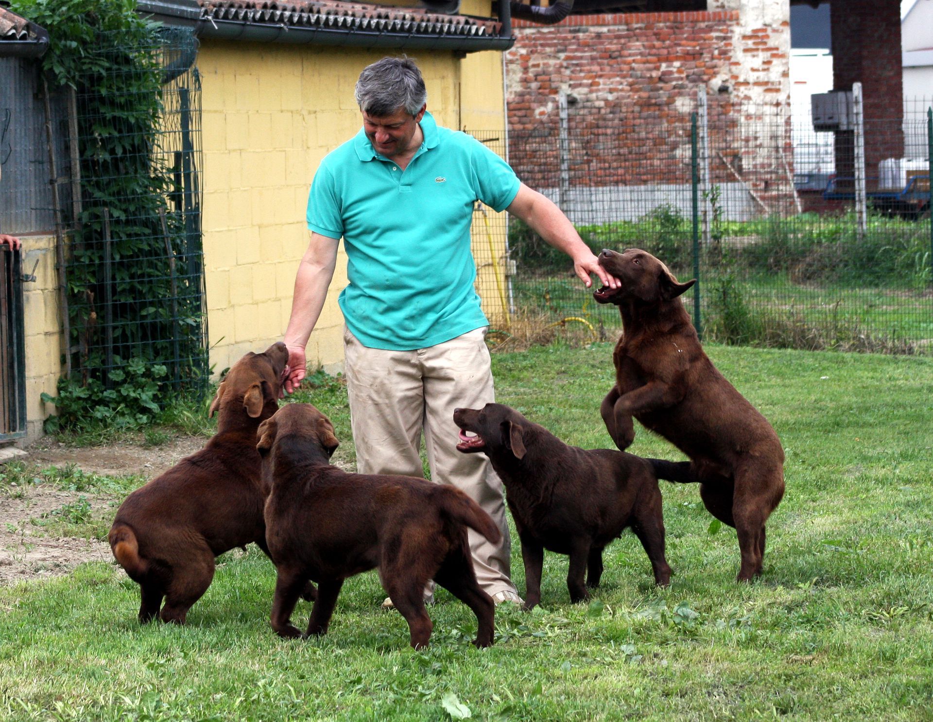 Allevamento Enci FCI Labrador biondi, neri, cioccolato in provincia di Pavia
